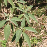 Solanum erianthum D.Don